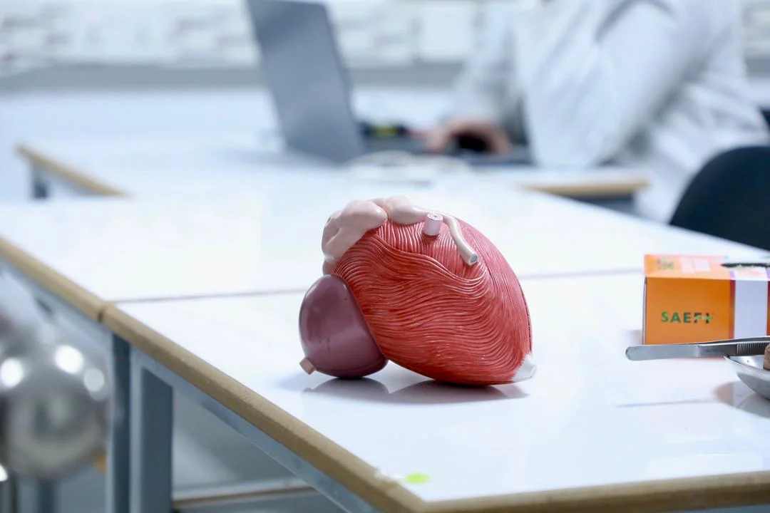 The Kidney on the 3D Anatomy Table